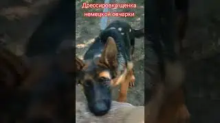 Dog training. Дрессировка немецкой овчарки. #dog #dogs #dogtraining #shepherd #shepherddog #gsd