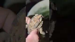 Boing boing catching froggy funny | funny frogs | Wap Wap funny frog video