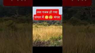 scandal viral of forest #sight of tiger 🐯 #Jimcorbett #cross #scandal of tiger reserve