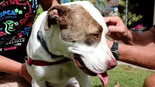 RSPCA Million Paws Walk: Walk this May