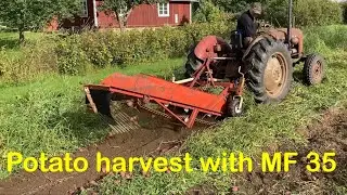 Potatisupptagning med bandupptagare och Massey Ferguson 35 / Potato harvesting with MF 35
