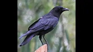 All about Corvids! Learn some interesting facts about these smart birds. #birds #corvidae #animals