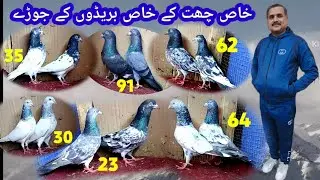 استادی چھت مقابلوں والی چھت کے جوڑے