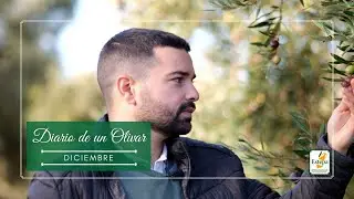 Olivar y recolección en Diciembre - Denominación de Origen Estepa
