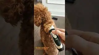 Toy poodle gets summer cut