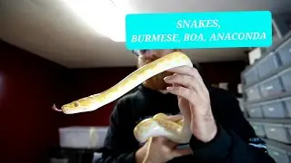 REPTILES, Burmese Python, Boa Constrictor, Anaconda ..More Pythons, Snakes In NEW COLORS