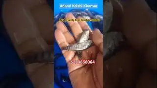 Best Quality Fish Seeds available Delivery all over India ✈️🚎🚚#everyone
