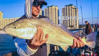 How To Catch Redfish From The Pier [Mastery Course Preview]