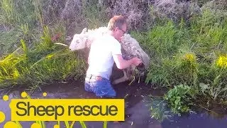 Man Rescues Sheep Stuck in a River in Wales