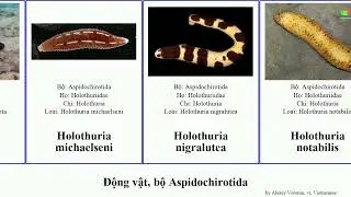 Động vật, bộ Aspidochirotida holothuria s&acirc;m hải animal occidentalis impatiens atra edulis hilla