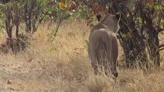 Zebra Hunt near Tsendze