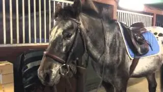inspirational horse video media project