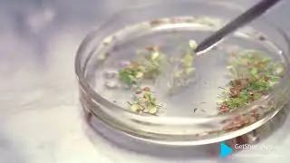 Genetically modified organisms 