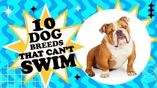 10 Dog Breeds That Can't Swim- Listed from Better Swimmers to Worst Swimmers