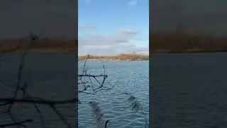 Schwimmende 🐽 #wildlife #wildschweine #revier #hunting #shorts #shortvideo