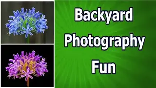 Backyard Photography Fun
