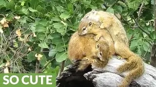 Trio of squirrels hold onto each other to keep warm