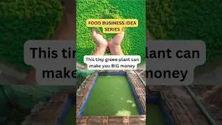 Azolla Farming Business Idea | Low Cost High Profit Agri Business 2025 #smallbusinessindia #business
