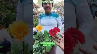 Beautiful Hybrid Gerbera With Price #shorts #price
