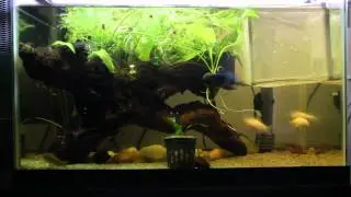 Corydoras Aeneus Spawning