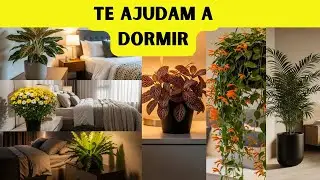 11 PLANTAS QUE &Eacute; BOM TER NO QUARTO E MELHORAM O SONO