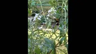 Hummingbird Moth on White Profusion Butterfly Bush 10.2015