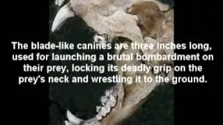 Lion Anatomy