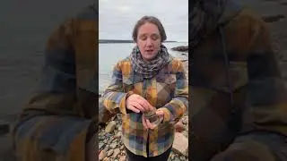 How To Use Dulse & Rugosa's SeaweedScrub