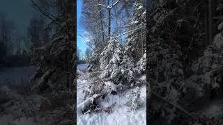 Pine forest | snow man | winter season | Winter is coming | Adventure trekking