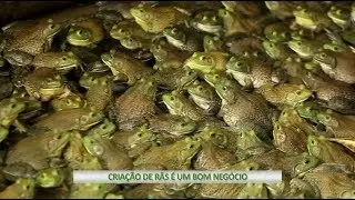 Criação de rãs é um bom negócio - Negócios da Terra (31/03/18)