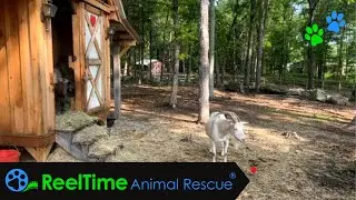 Live with the Big Boys! | The Riley Farm Rescue