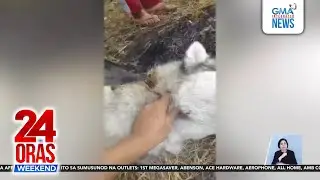 Alagang Siberian Husky ng isang pamilya mula Antique, natagpuan na lamang na... | 24 Oras Weekend