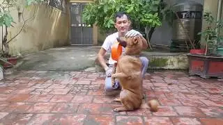 HUẤN LUYỆN CHÓ - BUỔI 26: DẠY CHÓ CHÀO (LỆNH CHÀO)