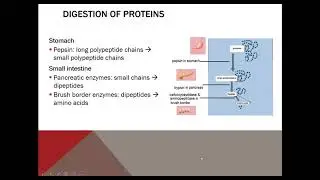 Human A&P II Lab: Chemical and Physical Digestion