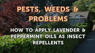 How to Apply Lavender & Peppermint Oils As Insect Repellents