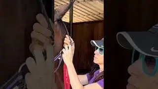 Preparing my horse #horse #cavallo #equestrian #relaxing #horsegirl