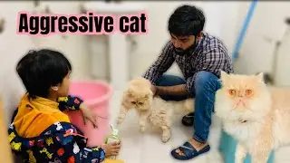 Aggressive Male Cat Ke Bathing | Janu Ko Bite kar Die 😢