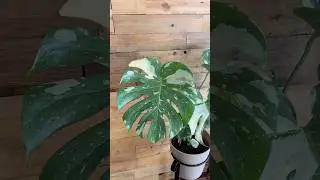 &iquest;Alguien sabe qu&eacute; planta es? #plantas