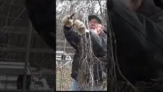Необходимые садовые инструменты #сад