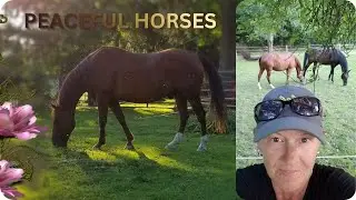 Quiet Horses Grazing at the Farm | Relaxing Music for Calm & Prayer