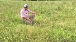 Troublesome Weeds in the Alabama Black Belt Part Two