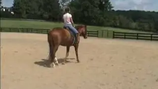 Sold: Resverie  2005 Hanoverian Mare (Rienzi /Wenzel/Domingo) & Meg Rhodes