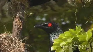 Shinning Starling (Aplonis metallica) HD Clip 1 /1