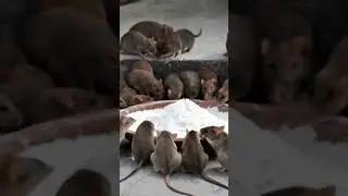 Rats Eating Baking Soda
