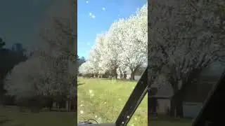 SPRING IS COMING #trees #flowers #springseason #asmr #viral #shortsfeed #ytshorts #flowertree