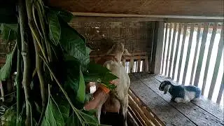The joys of Goats giving birth on The Aussie farm in the Philippines