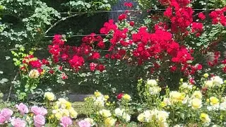 Enjoying Life with each other💋 Brandywine park