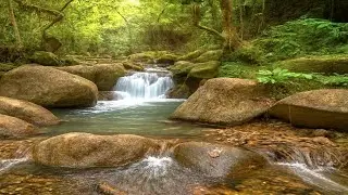 Nature Sounds for Deep Sleep, Forest Stream Sounds & Bird Singing, Soothing ASMR