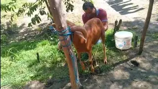 Castrating the Rams