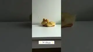 How fast do baby ducks grow? #shorts #growingup #raisingducks